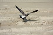 IMG_9650